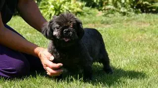 Shih tzu Ada po obcięciu skołtunionych włosów