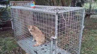 Siedział w metalowej klatce bez jedzenia i wody