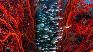 "Silver streak" Chris Gug, USA