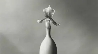 Single Orchid, 1982
