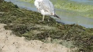 Sinice są zmorą trójmiejskich plaż