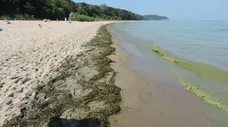 Sinice w Sopocie
