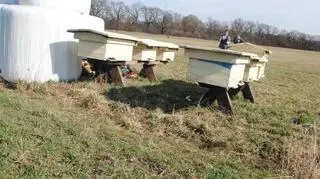 Skradzione pszczele domy zostały dla niepoznaki przemalowane 