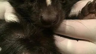 Skunksa znalazła na działkach przypadkowa kobieta