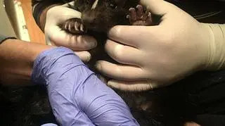 Skunksy, tak samo jak lisy hodowlane, mogą przebywać u ludzi w domach