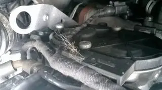 Ślady futra pod maską