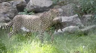 Śląskie gepardy zostały dziadkami