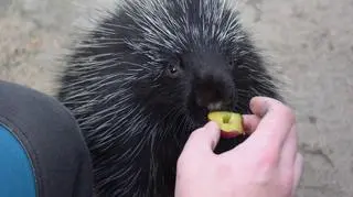 Śliwka zasmakowała nowej mieszkance zoo