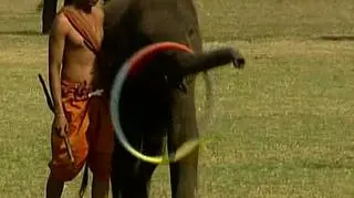Słonie potrafią zwinnie kręcić hula hop...