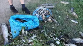 Śnięte ryby są coraz większym problemem polskich rzek (fot. GOPS Klukowo)