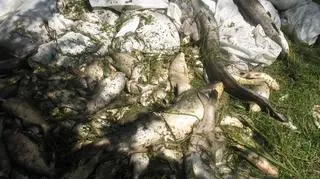 Śnięte ryby w dopływie zalewu, Bugu (Internauta Andrzej)