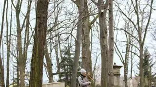 Sokolnik i samica jastrzębia patrolują cmentarz