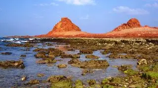 Sokotra znana jest z unikalnego ekosystemu 