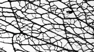 "Spider in the frame" Juan Jesus Gonzalez Ahumada, Hiszpania