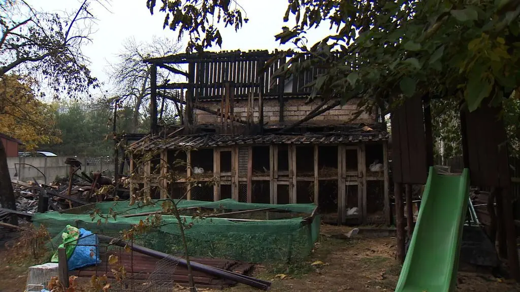 Spłonął gołębnik, ocalały króliki