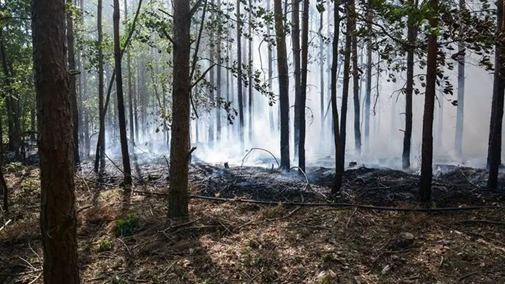 Spłonęło 27 arów lasu