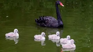 Sprawa śmierci łabędzi trafi do prokuratury