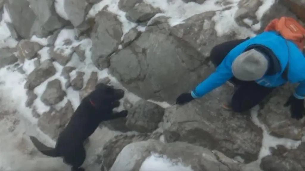 Sprowadzili labradora z Giewontu