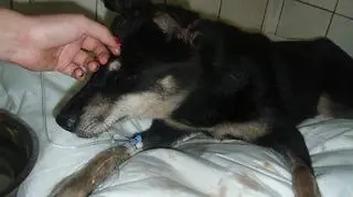 Stan Daisy poprawił się, ale wciąż nie wiadomo czy przeżyje