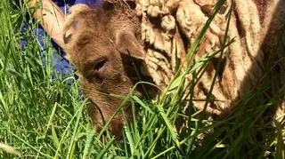 Stan owcy był krytyczny