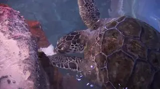 Stefan konsumuje bryłę lodu