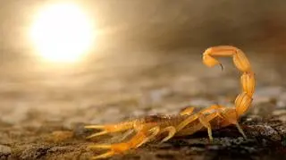 "Stinger in the sun" Carlos Perez Naval, Hiszpania - Young Wildlife Photographer of the Year 2014