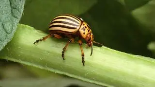 Stonka ziemniaczana (Leptinotarsa decemlineata)