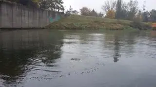 Stopień wodny znajduje się tuż przy elektrowni Dąbie