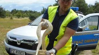 Straż gminna odwiozła gada do zoo