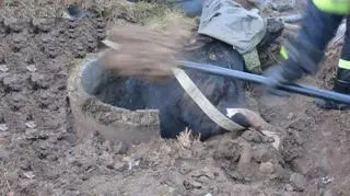 Strażacy musieli rozwalić drynę