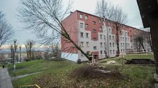 Strażacy najpierw musieli wyciąć drzewa