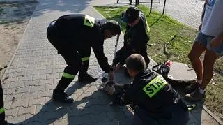 Strażacy uratowali życie szczeniakowi