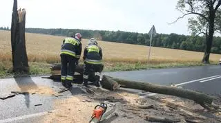 Strażacy usuwali drzewo z jezdni