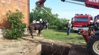 Strażacy wyciągnęli krowę z szamba