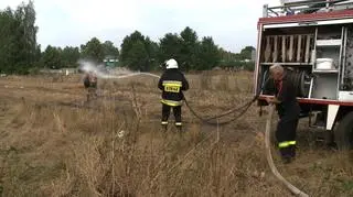 Strażak gasi byka