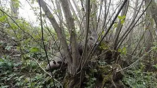 Strażaków zawiadomił spacerowicz