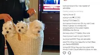 Streisand opublikowała na Instagramie zdjęcia swoich psów