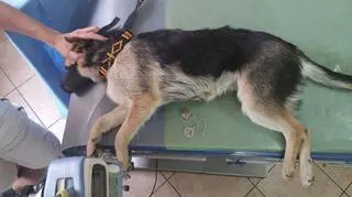 Suczka nie może samodzielnie chodzić