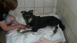 Suczka wciąż nie może sama chodzić