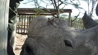 Sudan rozpoznaje głos swoich opiekunów i zachowuje się przy nich wyjątkowo spokojnie 