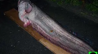 Sum z Jeziora Rybnickiego