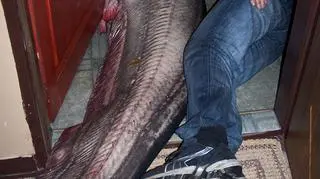 Sum z Jeziora Rybnickiego