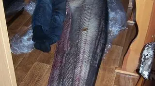 Sum z Jeziora Rybnickiego