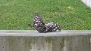 Suwalski krasnolud