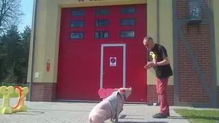 Świnka trenuje na świetlicy na terenie remizy Ochotniczej Straży Pożarnej