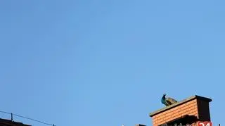 Sytuacją pawia martwili się mieszkańcy miasta