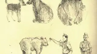 Szkice Marianny Raskin, autorki filmu "Wojtek, the Soldier Bear"