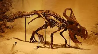 Szkielet Protoceratops andrewsi w Carnegie Museum of Natural History