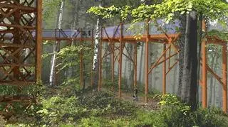 Szlak w koronach drzew 