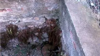 Szop znaleziony w centrum Jeleniej Góry